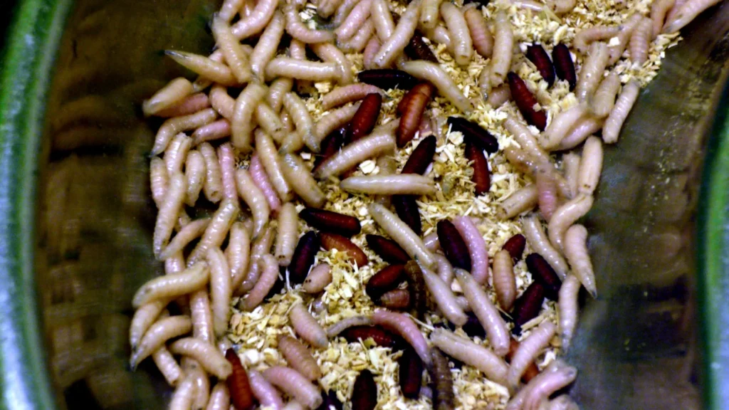 Gusanos de mosca: qué son, de dónde salen y cómo eliminarlos 1 Larvas (gusanos) de mosca agrupadas
