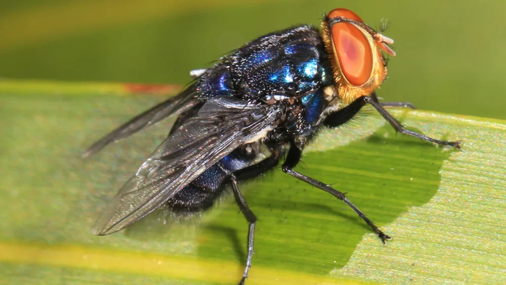 Gusanos en una herida: qué es la miasis y cuándo hay que ir a urgencias 1 Mosca del gusano barrenador (Cochliomyia hominivorax) posada sobre una hoja