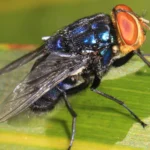 Mosca del gusano barrenador (Cochliomyia hominivorax) posada sobre una hoja