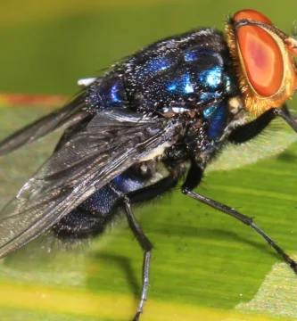 Gusanos en una herida: qué es la miasis y cuándo hay que ir a urgencias 1 Mosca del gusano barrenador (Cochliomyia hominivorax) posada sobre una hoja