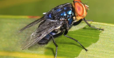 Gusanos en una herida: qué es la miasis y cuándo hay que ir a urgencias 7 Mosca del gusano barrenador (Cochliomyia hominivorax) posada sobre una hoja