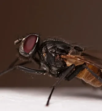 Insecticidas contra las moscas: cuál sirve para cada caso (y cuáles no) 1 Musca domestica o mosca doméstica vista de lado sobre una superficie