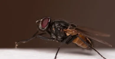 Insecticidas contra las moscas: cuál sirve para cada caso (y cuáles no) 4 Musca domestica o mosca doméstica vista de lado sobre una superficie