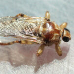 Mosca piojo del perro (Hippobosca longipennis), un díptero hematófago de cuerpo aplanado, sobre el pelo de un perro doméstico.