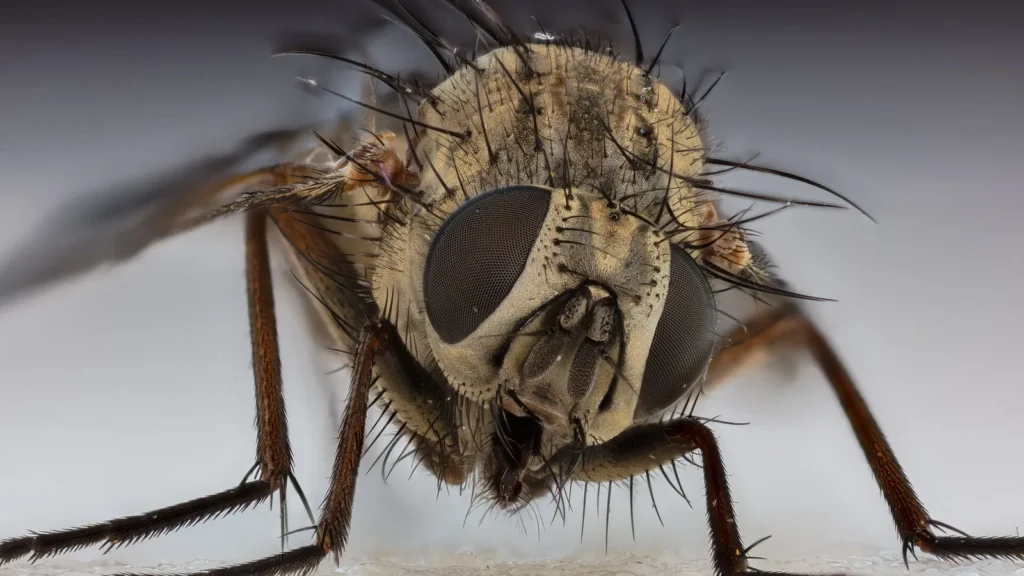 La mosca fosca: el cuento de Kalandraka explicado 1 Mosca doméstica (Musca domestica) sobre una superficie, de cuerpo gris oscuro