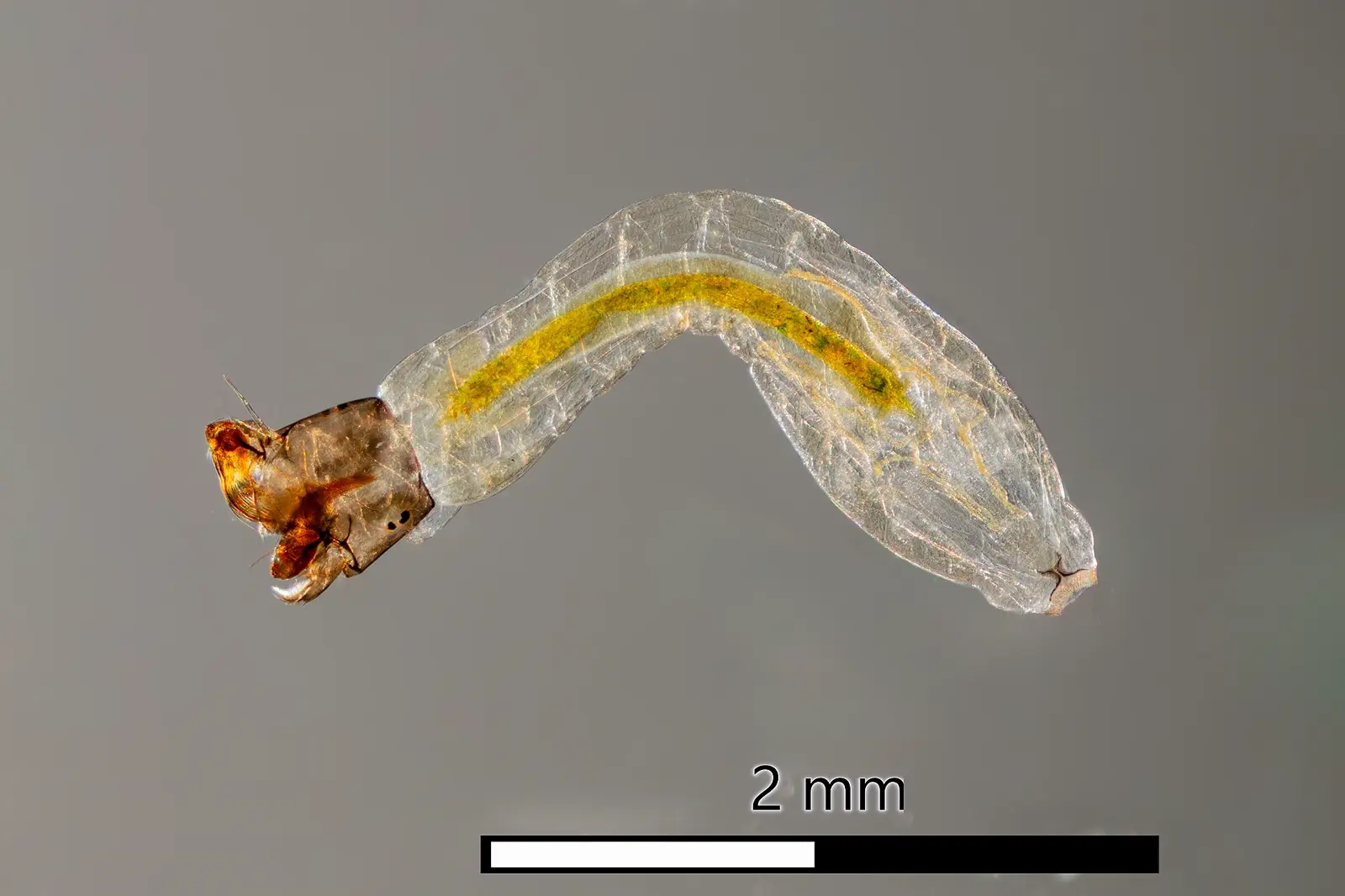 Larva de mosca negra (Simuliidae) adherida a una superficie dentro del agua corriente