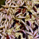 Cúmulo de larvas de mosca (gusanos blancos), las que aparecen en el cubo de la basura
