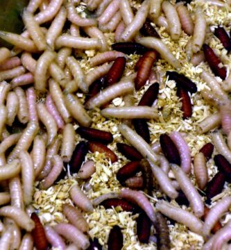Larvas o gusanos en el cubo de la basura: cómo eliminarlos 2 Cúmulo de larvas de mosca (gusanos blancos), las que aparecen en el cubo de la basura
