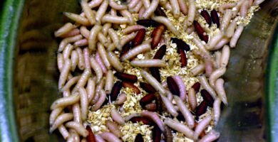 Larvas o gusanos en el cubo de la basura: cómo eliminarlos 5 Cúmulo de larvas de mosca (gusanos blancos), las que aparecen en el cubo de la basura