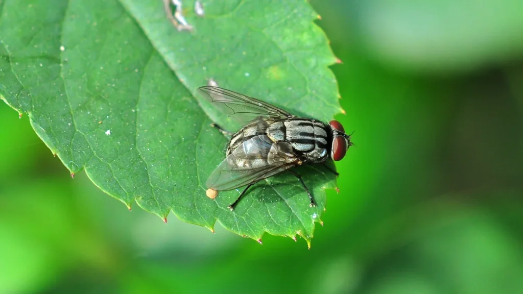 ¿Pican las moscas? Por qué la mosca común no pica (y otras sí) 1 Mosca común (Musca domestica) posada en una superficie; su aparato bucal esponjoso no sirve para picar