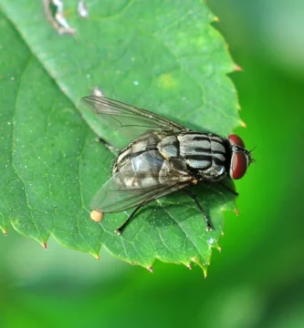 Mosca común (Musca domestica) posada en una superficie; su aparato bucal esponjoso no sirve para picar