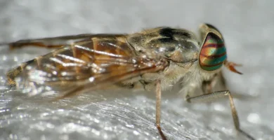 ¿Tienen dientes las moscas? Por qué «muerden» sin tenerlos 9 Tábano hembra (Tabanus tergestinus): la boca que corta la piel sin tener dientes