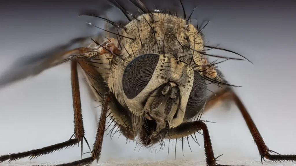 Mosca doméstica (Musca domestica) posada sobre una superficie clara