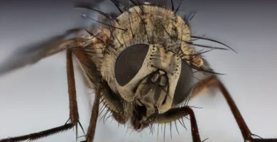 Mosca doméstica (Musca domestica) posada sobre una superficie clara