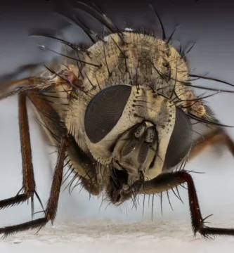Mosca doméstica (Musca domestica) posada sobre una superficie clara
