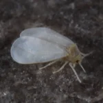 Adultos de mosca blanca (Trialeurodes vaporariorum) sobre una hoja