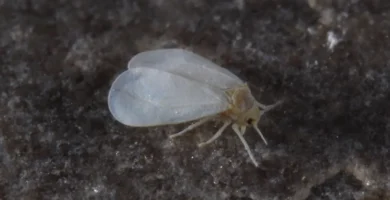 Mosca blanca: qué es, cómo identificarla y cómo eliminarla 4 Adultos de mosca blanca (Trialeurodes vaporariorum) sobre una hoja