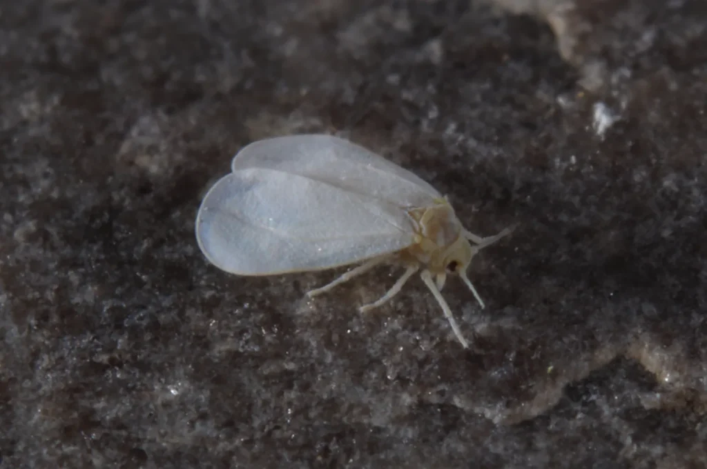 Mosca blanca: qué es, cómo identificarla y cómo eliminarla 1 Adultos de mosca blanca (Trialeurodes vaporariorum) sobre una hoja