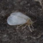 Adultos de mosca blanca (Trialeurodes vaporariorum) sobre una hoja