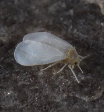 Mosca blanca: qué es, cómo identificarla y cómo eliminarla 1 Adultos de mosca blanca (Trialeurodes vaporariorum) sobre una hoja