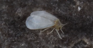 Adultos de mosca blanca (Trialeurodes vaporariorum) sobre una hoja
