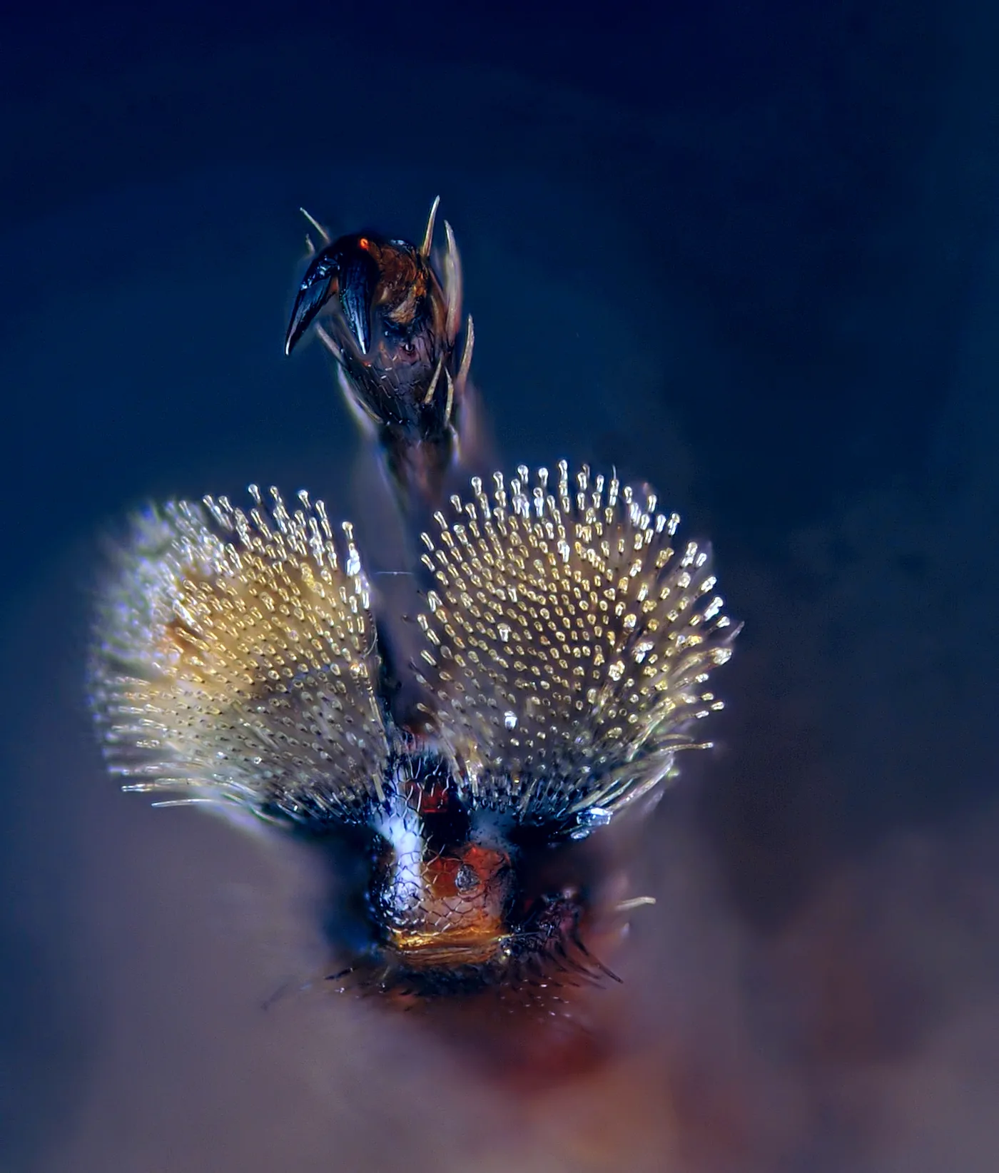 ¿Cuántas patas tiene una mosca? Son seis: cómo son y para qué las usa 3 Almohadilla adhesiva de la pata de una mosca vista al microscopio, el mecanismo con el que camina por el techo