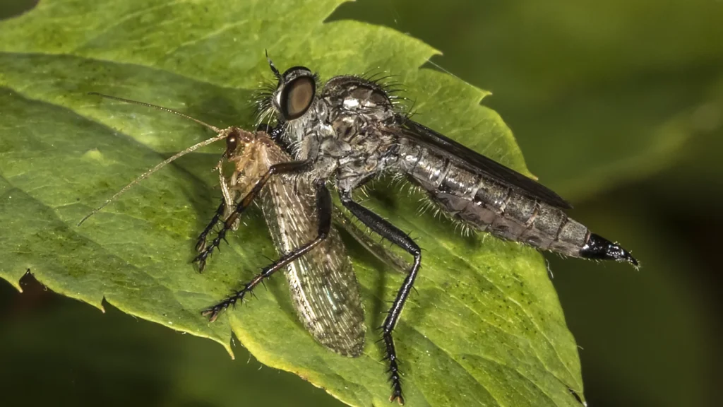 Mosca asesina (familia Asilidae) posada sobre su presa, ejemplo de mosca realmente carnivora