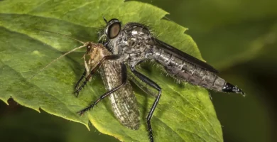 Mosca carnívora: qué es y qué moscas lo son de verdad 12 Mosca asesina (familia Asilidae) posada sobre su presa, ejemplo de mosca realmente carnivora