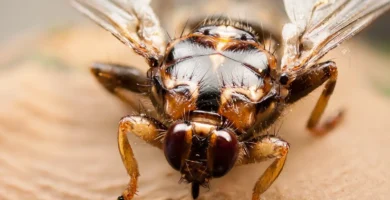Mosca cojonera (Hippobosca equina) posada sobre una superficie