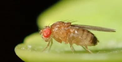 Mosca de la fruta (Drosophila melanogaster) posada, de color pardo amarillento y ojos rojos