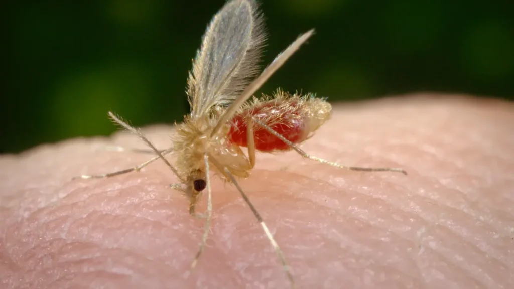 Mosca de la arena (flebótomo): qué es, si pica y cómo evitarla 1 Flebótomo (Phlebotomus papatasi) alimentándose sobre la piel durante una toma de sangre