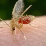 Flebótomo (Phlebotomus papatasi) alimentándose sobre la piel durante una toma de sangre