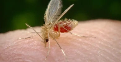 Flebótomo (Phlebotomus papatasi) alimentándose sobre la piel durante una toma de sangre
