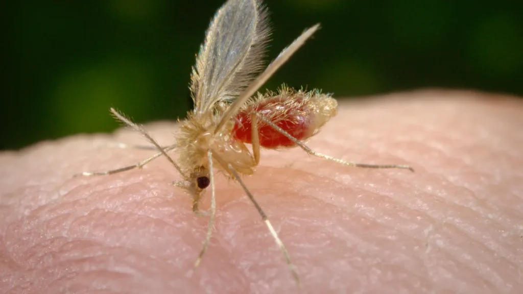 Mosca de la arena (flebotómo) posada sobre la piel antes de picar
