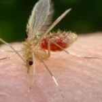 Mosca de la arena (flebotómo) posada sobre la piel antes de picar