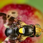Mosca de la cereza (Rhagoletis cerasi) posada sobre una hoja, con las alas de bandas oscuras