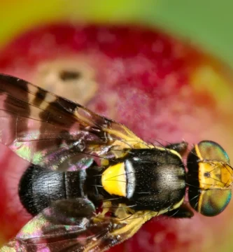 Mosca de la cereza: cómo reconocerla y controlarla 2 Mosca de la cereza (Rhagoletis cerasi) posada sobre una hoja, con las alas de bandas oscuras