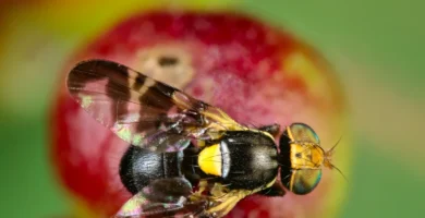Mosca de la cereza: cómo reconocerla y controlarla 4 Mosca de la cereza (Rhagoletis cerasi) posada sobre una hoja, con las alas de bandas oscuras