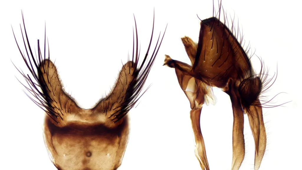 Mosca de la col (Delia radicum): daño y tratamiento 1 Mosca de la col (Delia radicum) adulta posada sobre una hoja