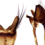 Mosca de la col (Delia radicum) adulta posada sobre una hoja