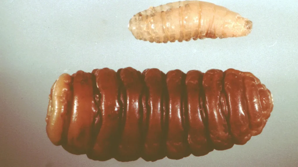 Mosca de las ovejas (<em>Oestrus ovis</em>): la mosca de la nariz y qué supone para el rebaño 1 Larvas de la mosca de las ovejas (Oestrus ovis)