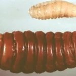 Larvas de la mosca de las ovejas (Oestrus ovis)