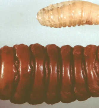 Mosca de las ovejas (<em>Oestrus ovis</em>): la mosca de la nariz y qué supone para el rebaño 1 Larvas de la mosca de las ovejas (Oestrus ovis)