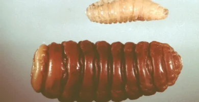 Mosca de las ovejas (<em>Oestrus ovis</em>): la mosca de la nariz y qué supone para el rebaño 6 Larvas de la mosca de las ovejas (Oestrus ovis)