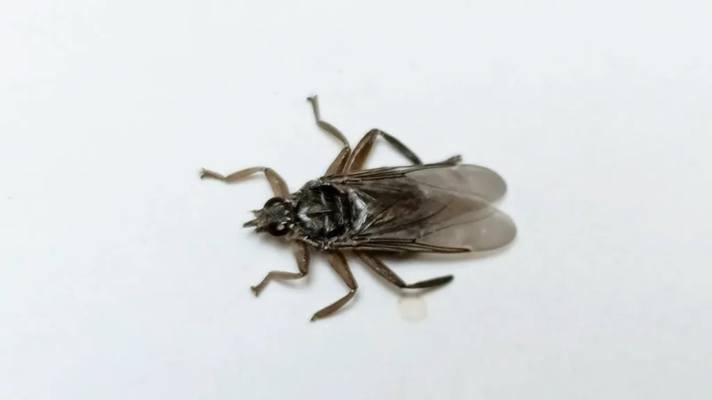 Mosca de las palomas (Pseudolynchia canariensis): qué es y cómo controlarla 1 Mosca de las palomas (Pseudolynchia canariensis) posada sobre una superficie plana