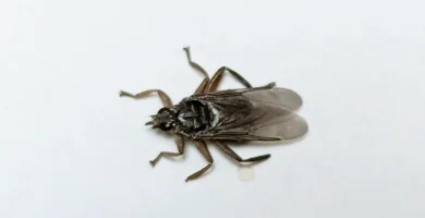 Mosca de las palomas (Pseudolynchia canariensis): qué es y cómo controlarla 9 Mosca de las palomas (Pseudolynchia canariensis) posada sobre una superficie plana