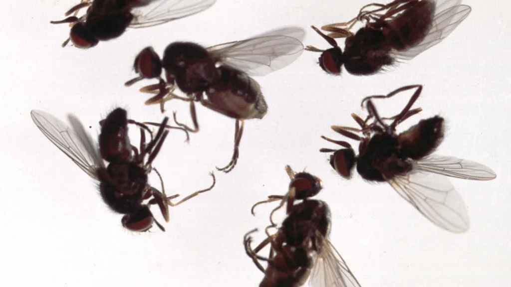 Mosca de las vacas o mosca de los cuernos: qué es y cómo controlarla 1 Moscas de las vacas (Haematobia irritans) adultas alimentándose sobre el pelo de una vaca