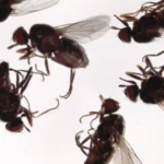 Moscas de las vacas (Haematobia irritans) adultas alimentándose sobre el pelo de una vaca