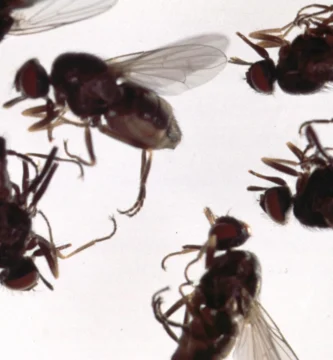 Mosca de las vacas o mosca de los cuernos: qué es y cómo controlarla 2 Moscas de las vacas (Haematobia irritans) adultas alimentándose sobre el pelo de una vaca