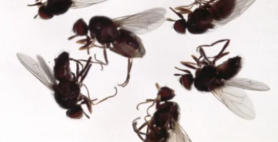 Mosca de las vacas o mosca de los cuernos: qué es y cómo controlarla 5 Moscas de las vacas (Haematobia irritans) adultas alimentándose sobre el pelo de una vaca